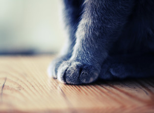 Картинка лапы животные коты серые кошачьи