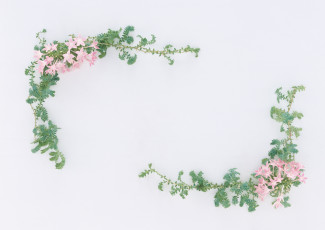 Картинка цветы букеты композиции лепестки узор цветки