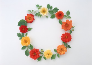 Картинка цветы георгины венок лепестки бутоны