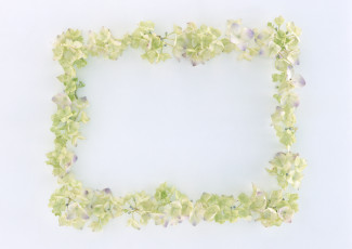 Картинка цветы гортензия лепестки узор цветки