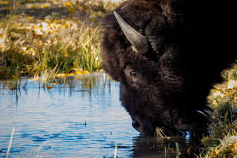 Картинка животные зубры бизоны водопой бизон