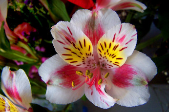 Картинка цветы альстромерия