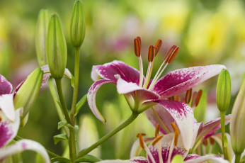 Картинка цветы лилии лилейники лепестки тычинки бутоны