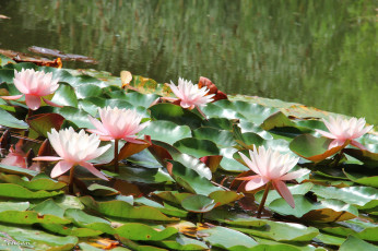 Картинка цветы лилии водяные нимфеи кувшинки розовый