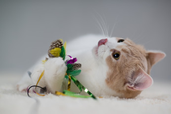 Картинка животные коты benjamin torode hannah