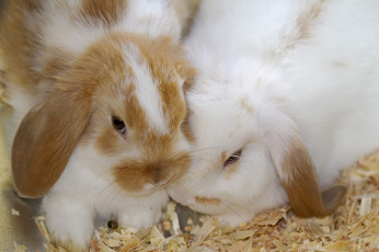 Картинка животные кролики зайцы опилки