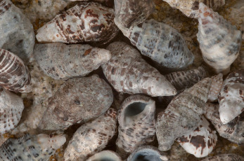 Картинка разное ракушки кораллы декоративные spa камни