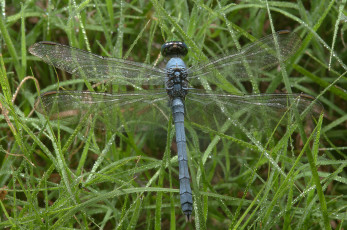 Картинка животные стрекозы стрекоза трава росса