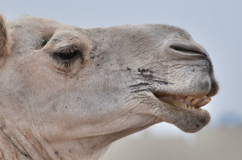 Картинка животные верблюды верблюд