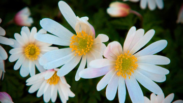 Картинка цветы ветреницы печёночницы белые