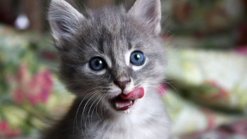 Картинка животные коты котёнок язычок