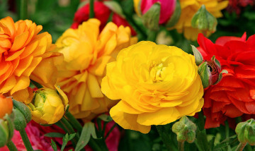 Картинка цветы ранункулюс азиатский лютик желтый красный
