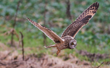 Картинка животные совы болотная сова