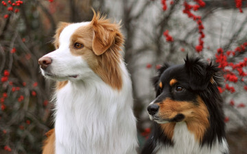 Картинка животные собаки взгляд