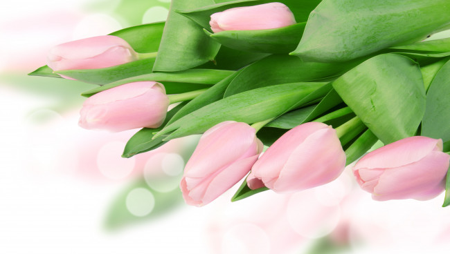 Обои картинки фото цветы, тюльпаны, бутоны