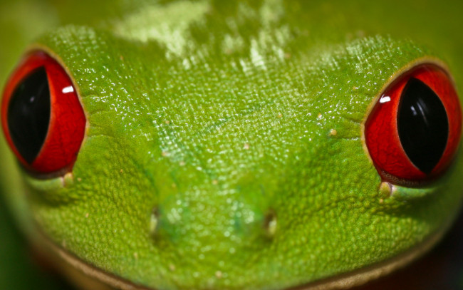 Обои картинки фото животные, лягушки, морда, глаза, зеленая, лягушка