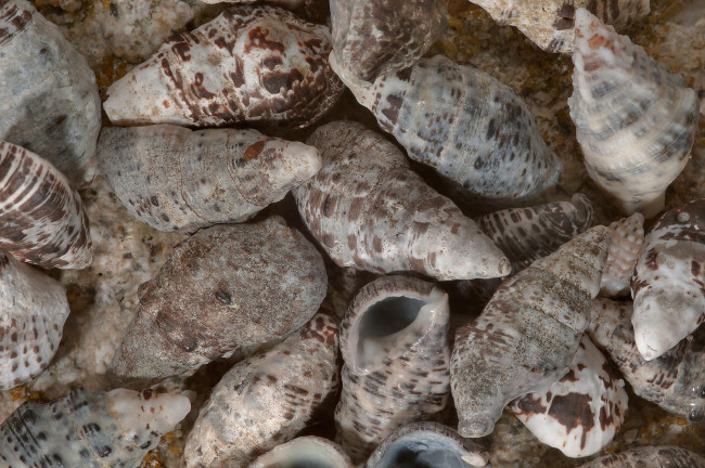 Обои картинки фото разное, ракушки, кораллы, декоративные, spa, камни