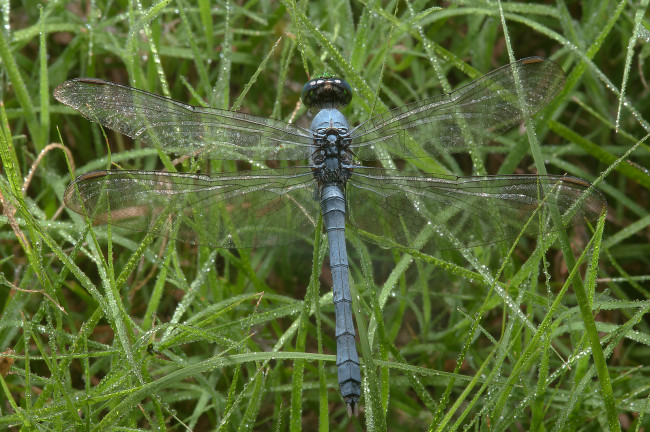 Обои картинки фото животные, стрекозы, стрекоза, трава, росса