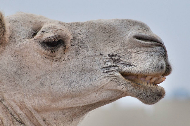 Обои картинки фото животные, верблюды, верблюд