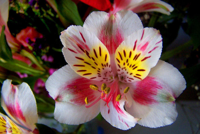 Обои картинки фото цветы, альстромерия