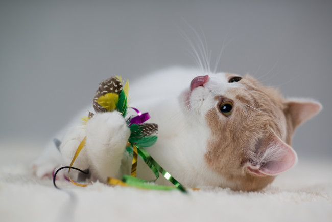 Обои картинки фото животные, коты, benjamin, torode, hannah