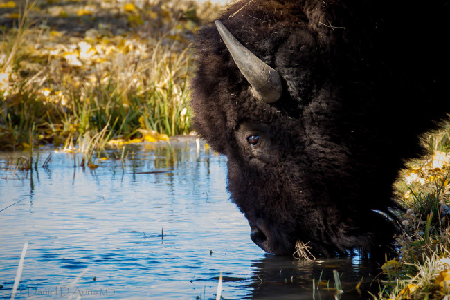Обои картинки фото животные, зубры, бизоны, водопой, бизон