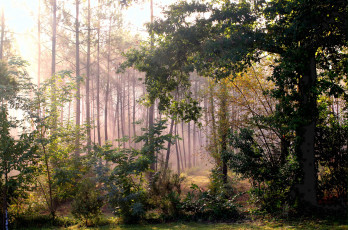 Картинка morillon++france природа лес france morillon свет лучи деревья