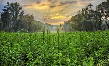 Картинка природа луга облака зарево лес цветы трава поле