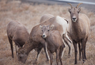 Картинка животные козы стадо