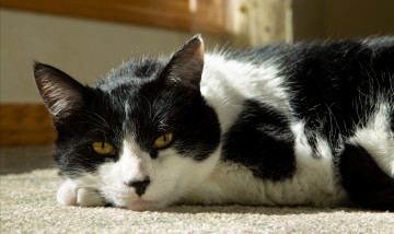 Картинка животные коты взгляд кошка кот коте киса фон ушки