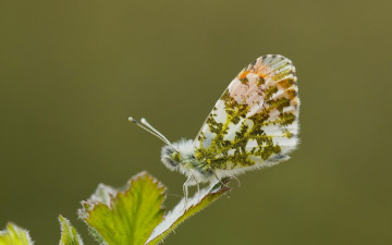 Картинка животные бабочки +мотыльки +моли ветка бабочка