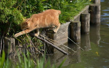 Картинка животные коты кот