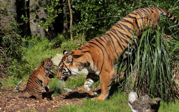 Картинка животные тигры тигр