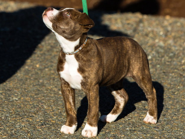 Обои картинки фото животные, собаки, собака, пёс