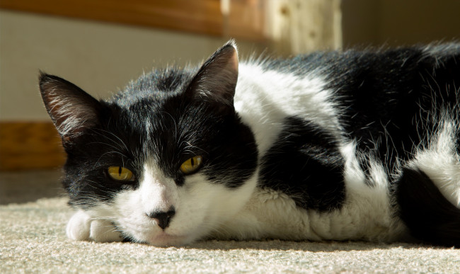 Обои картинки фото животные, коты, взгляд, кошка, кот, коте, киса, фон, ушки