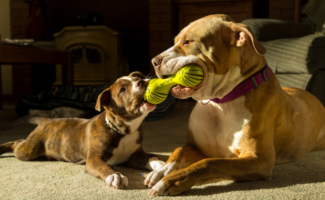 Обои картинки фото животные, собаки, игра, пара, игрушка