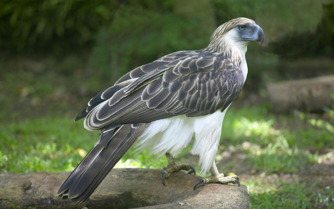 Обои картинки фото животные, птицы - хищники, орел