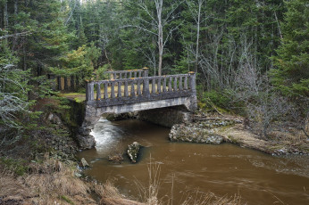 Картинка природа реки озера мост река лес