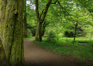 Картинка природа дороги лес дорога