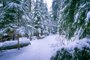 Картинка природа зима снег