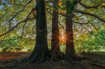 Картинка природа деревья лучи