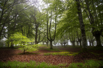 Картинка природа лес деревья