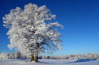 Картинка природа зима снег