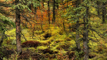 Картинка природа лес деревья