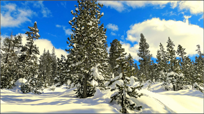 Обои картинки фото природа, зима, снег