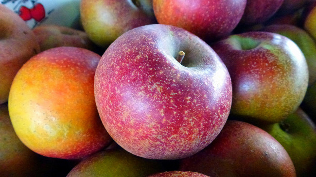 Обои картинки фото еда, Яблоки, плоды