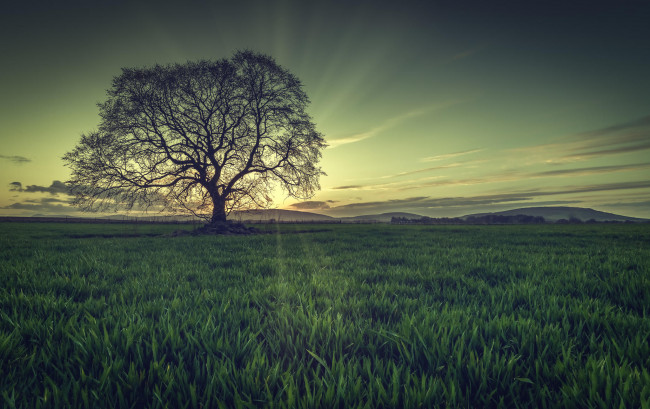 Обои картинки фото природа, деревья, дерево