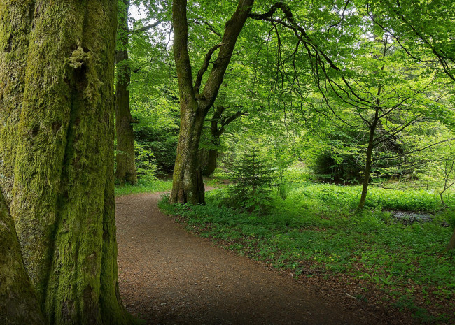 Обои картинки фото природа, дороги, лес, дорога