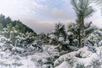 Картинка природа зима простор