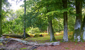 Картинка природа лес простор